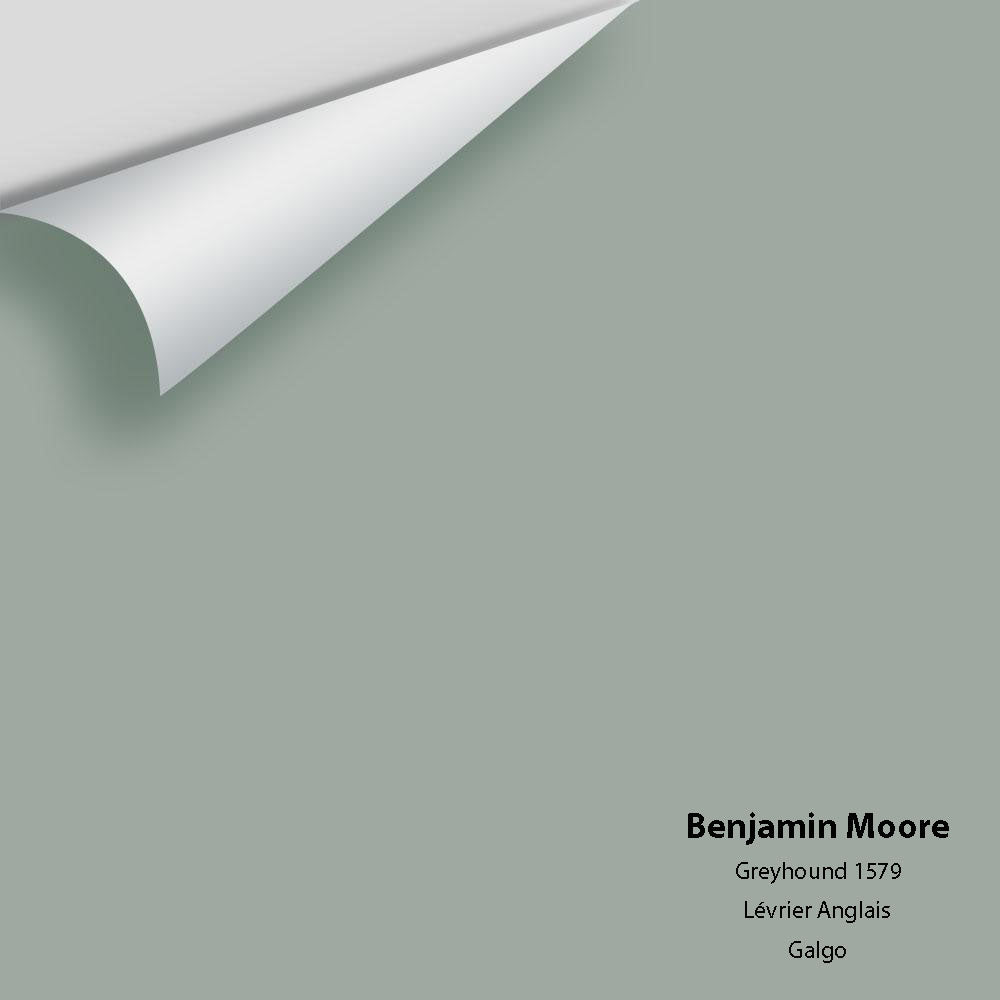 Digital color swatch of Benjamin Moore's Greyhound 1579 Peel & Stick Sample available at Regal Paint Centers in MD & VA.